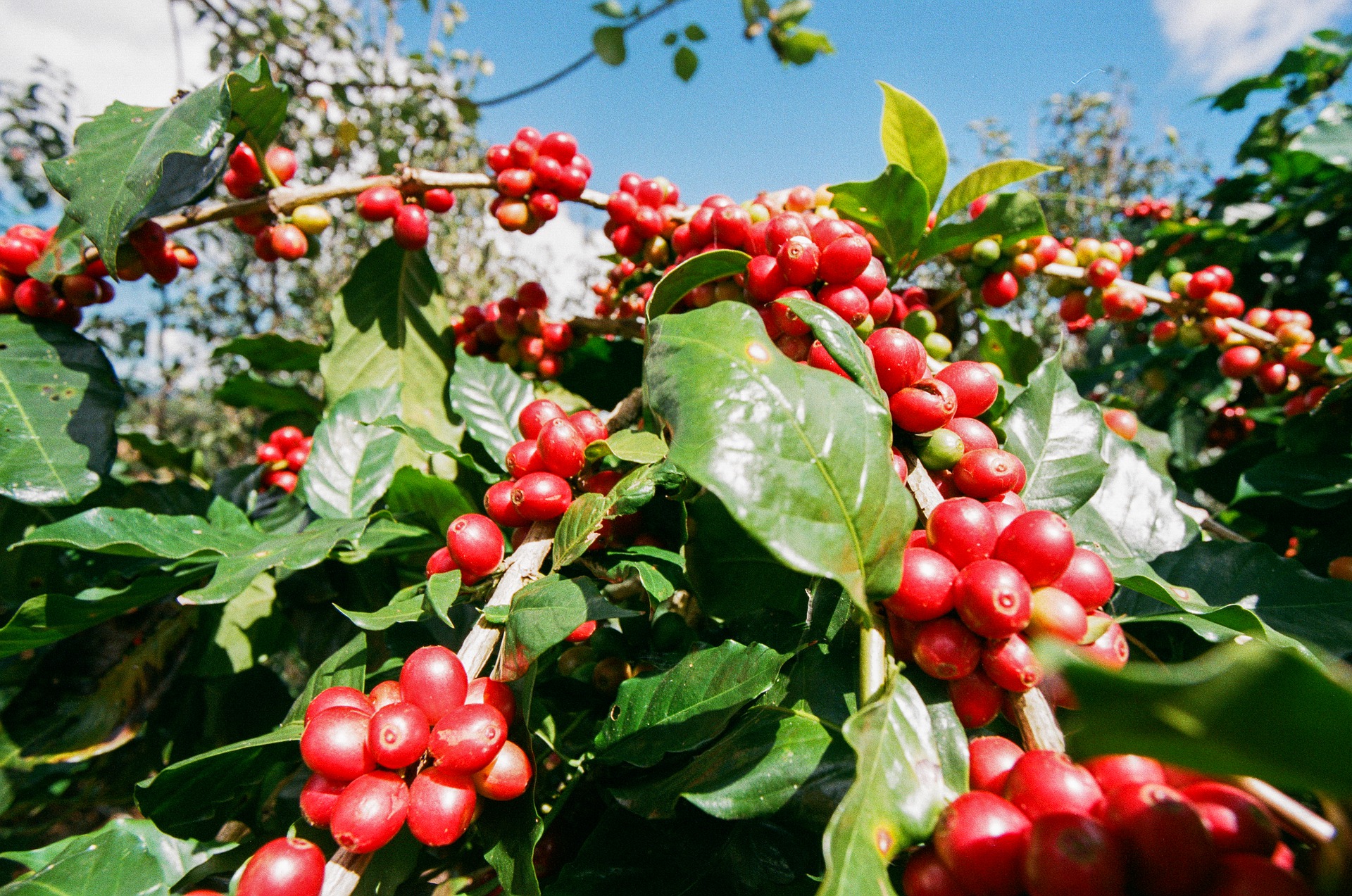 Kaffeekirschentee 50g – Bild 3